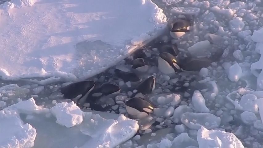 Video: Hejno kosatek uvázlo v pasti z ledu. Drama má šťastný konec